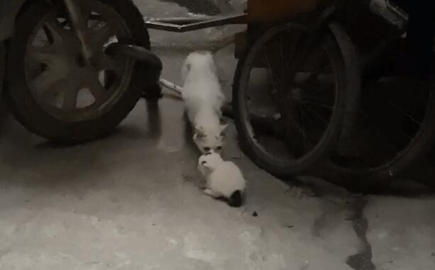 营救被卡缝里的小猫，灵性猫妈时刻关注着，猫咪：请救救我的孩子
