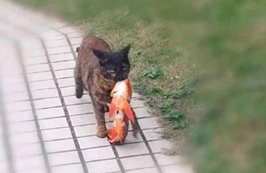猫咪被公园列为通缉犯,主人很气愤,看到犯罪照片后,无力反驳