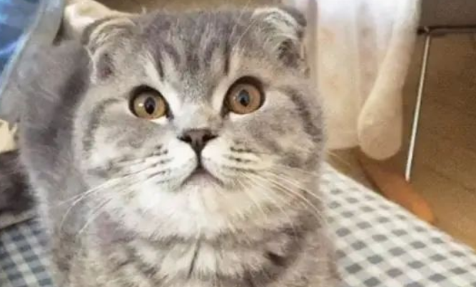 猫咪咬主人的手，牙齿掉落秒变脸！