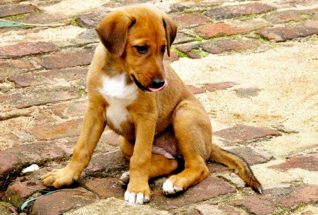 狗狗犯错挨骂时低头是在反省吗那你就错了