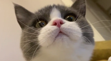 发糕是只猫是什么品种的猫