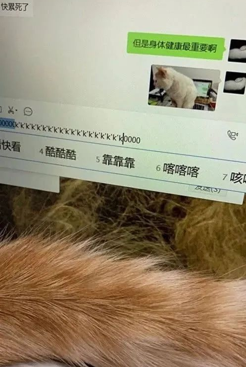 快要被猫咪逼疯了,有没有同款猫咪?