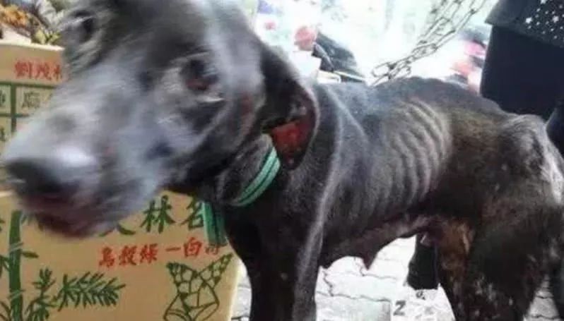 狗狗被铁链锁着当狗种,年老体衰仍坚持喂孩子,这母爱令人动容 狗狗被铁链锁着当狗种,年老体衰仍坚持喂孩子,这母爱令人动容