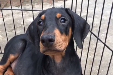 徐囧囧的杜宾犬在哪里