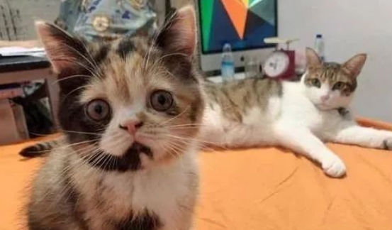 主人带猫给九十八岁爷爷贺寿，爷爷与猫一见如故