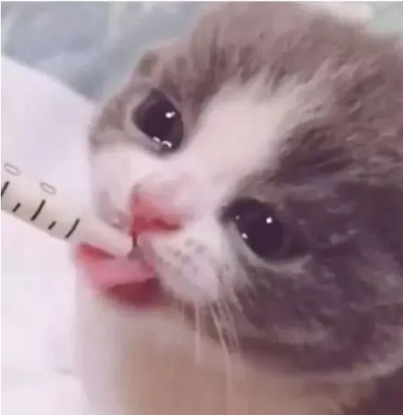 小猫咪离开妈妈后喝到第一口奶，眼含热泪，画面萌炸天
