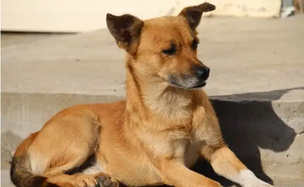 泪目！土狗咬邻家小花狗，被主人送去宰杀