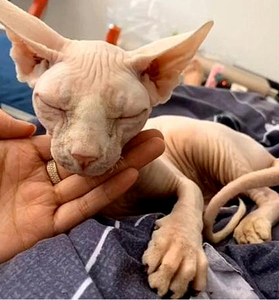 将无毛猫寄养在宠物店,后来却发现怀孕了,看到幼崽后不想说话 将无毛猫寄养在宠物店,后来却发现怀孕了,看到幼崽后不想说话