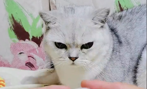 烧饼是只猫主人是谁 烧饼是只猫主人是谁