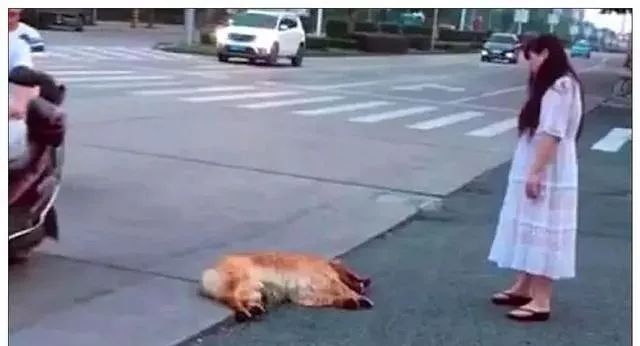 狗狗被主人当街拖行