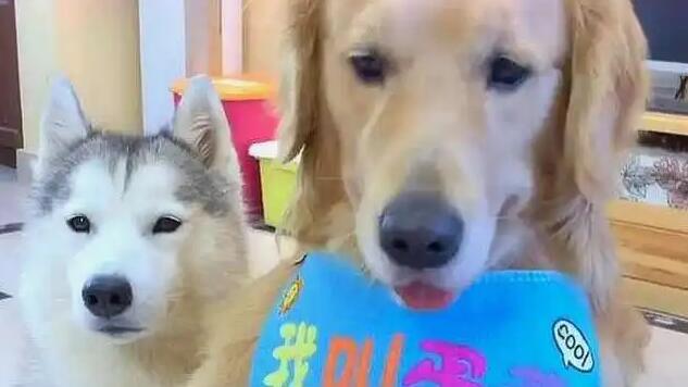 金毛蛋黄爸妈干什么的