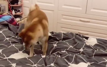 柴犬毛豆会什么技能