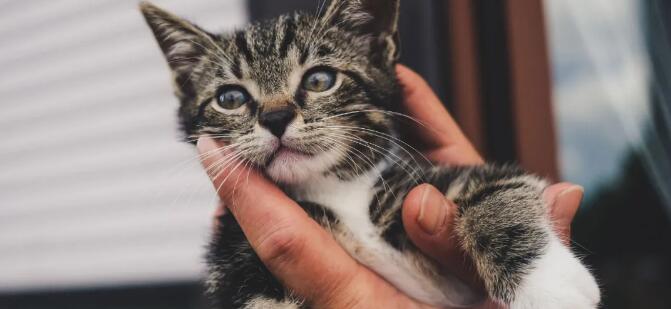 宠物网红：替人赚钱的工具猫狗