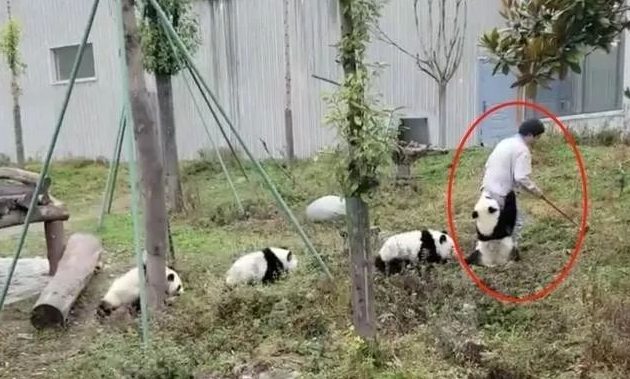 饲养员遇上最粘人熊猫，网友：终于知道饲养员为啥都穿连体裤了！