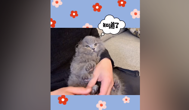 miumiu是只猪是什么猫