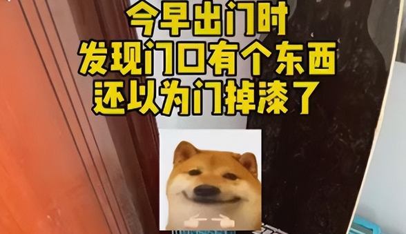 流浪猫隔三差五从“礼物”上门,小姐姐十分感动 流浪猫隔三差五从“礼物”上门,小姐姐十分感动