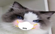 小橘酱-布偶猫好看吗