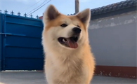 九子秋田犬有哪些狗