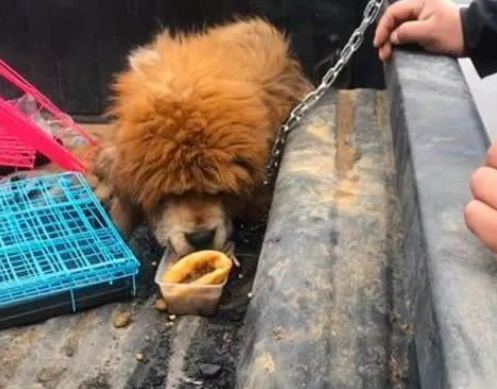 老狗即将被宰,买下喂食时,狗狗的反应让人鼻酸! 老狗即将被宰,买下喂食时,狗狗的反应让人鼻酸!