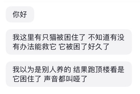 猫咪被困33楼高空,救助过程惊心动魄! 猫咪被困33楼高空,救助过程惊心动魄!