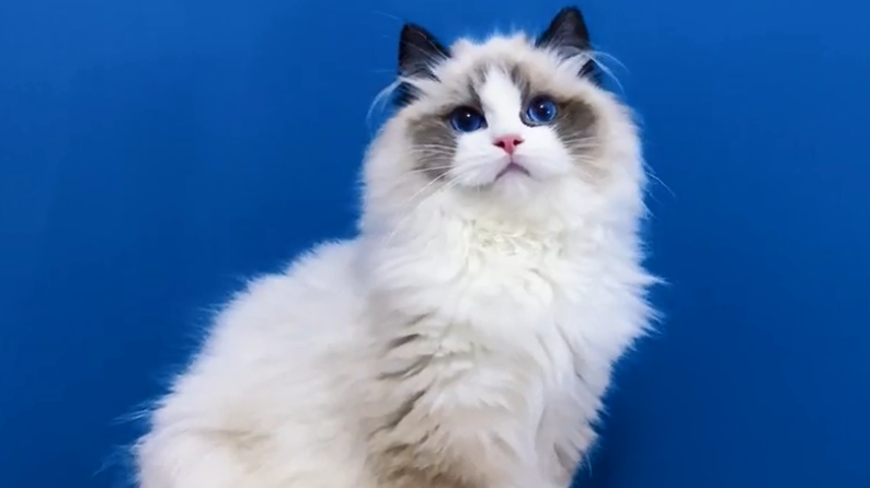 Pure布偶猫舍在哪.png