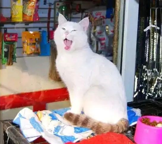 流浪猫见人就“拜拜”，店老板收养它招揽生意，好萌一只招财猫