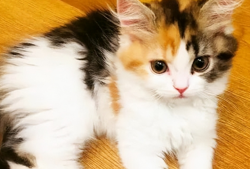养猫首选!这几种猫,好养而且身体棒 养猫首选!这几种猫,好养而且身体棒