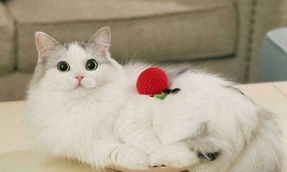 布偶猫容易得哪方面的疾病以及如何避免弓形虫