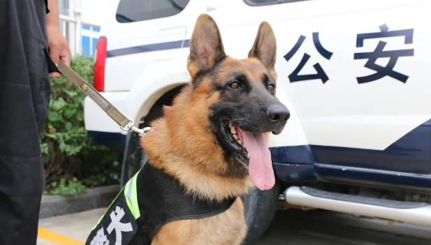 警犬考核失败,狗狗把自己关在院子里,带球跑了整整2个小时 警犬考核失败,狗狗把自己关在院子里,带球跑了整整2个小时