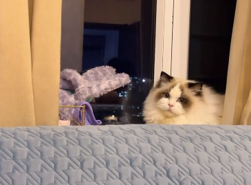 楊好看的布偶猫掉毛严重吗