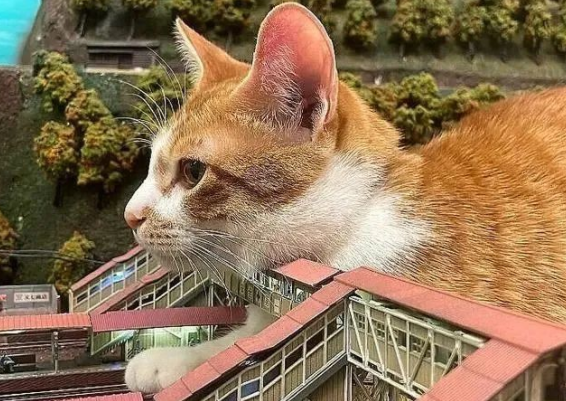 特色餐厅因疫情差点关门,老板收养了14只猫后,一切有了变化 特色餐厅因疫情差点关门,老板收养了14只猫后,一切有了变化