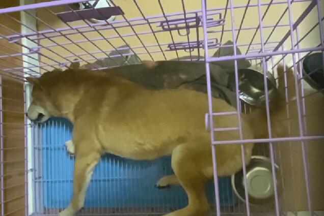 因犬瘟后遗症,能跑能跳,品相不错的小柴犬就此被抛弃,小哥:愿你幸福 因犬瘟后遗症,能跑能跳,品相不错的小柴犬就此被抛弃,小哥:愿你幸福