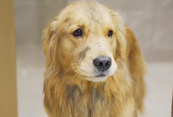 金毛路虎现在到底是谁的