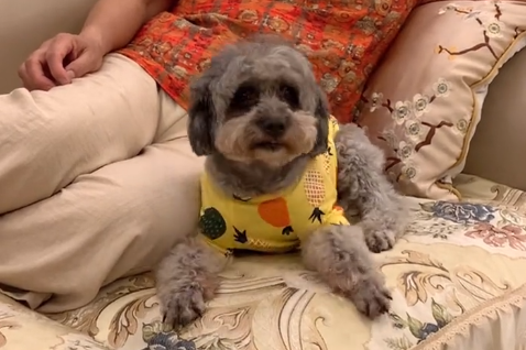 网红多多是什么狗