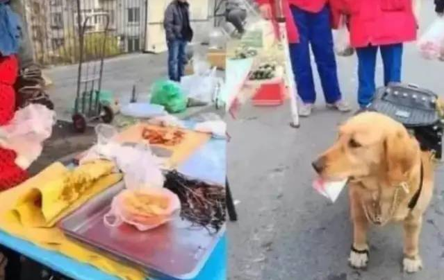 奶奶给金毛100元买卤肉