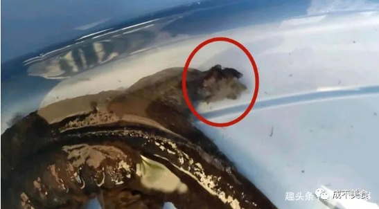 震惊！广东一男子垂钓竟收获四脚“怪鱼”。