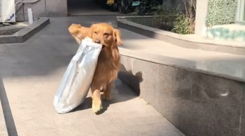 金毛寻回犬是哪个国家的