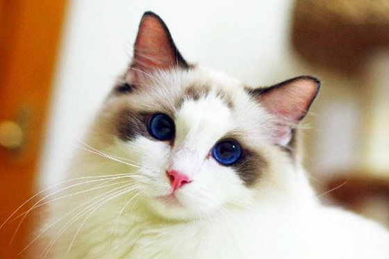 布偶猫