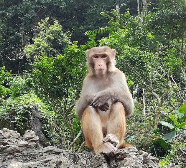 青岛公园猴山鼠患有碍观瞻，该如何维系人动物与自然的和谐关系