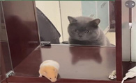 想要吃胖胖是什么猫