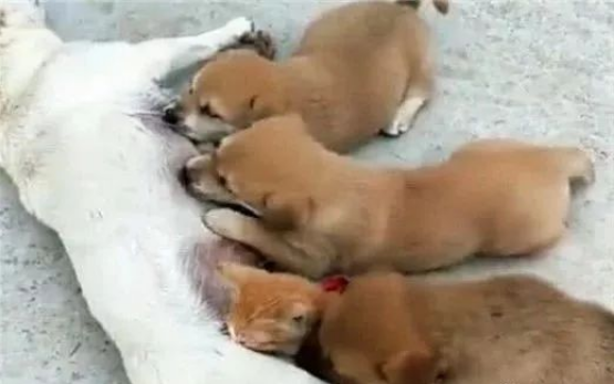 橘猫每天来蹭奶,吃不饱的小狗急了,一个动作引发“猫狗大战” 橘猫每天来蹭奶,吃不饱的小狗急了,一个动作引发“猫狗大战”
