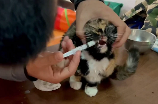 宠物医生让放弃,奄奄一息的流浪猫的一生 宠物医生让放弃,奄奄一息的流浪猫的一生
