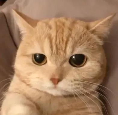 我和我的猫谈了一场恋爱