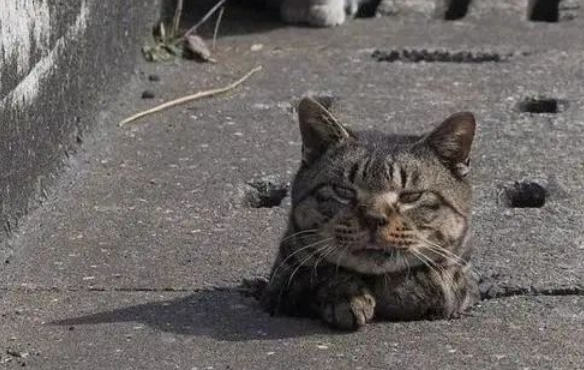 猫咪围在下水道旁，竟见证了喵的耻辱时刻