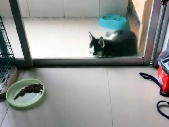 深夜下暴雨主人忘了被关在阳台的二哈,结果…… 深夜下暴雨主人忘了被关在阳台的二哈,结果……