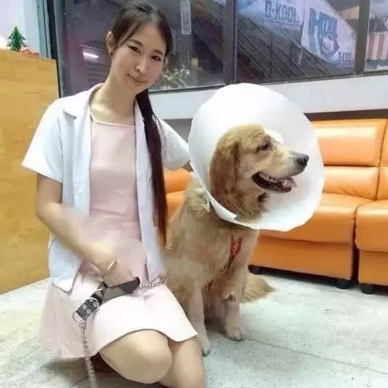 聪明的金毛,从狗贩子处逃出来,拖着伤体自己跑进宠物医院求救 聪明的金毛,从狗贩子处逃出来,拖着伤体自己跑进宠物医院求救