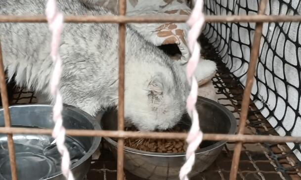 漂亮折耳猫却被扔在垃圾桶里,不谙世事的它,获救后自己都能玩半天 漂亮折耳猫却被扔在垃圾桶里,不谙世事的它,获救后自己都能玩半天