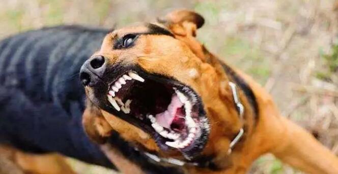 注意!铲屎官别忽视了,这都是狗狗得“狂犬病”的征兆 注意!铲屎官别忽视了,这都是狗狗得“狂犬病”的征兆