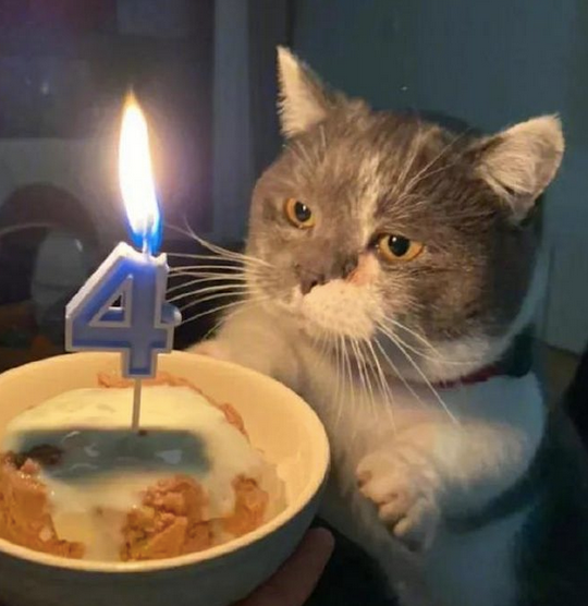网友给猫过生日,结果眉毛被烧掉一半,它还没察觉 网友给猫过生日,结果眉毛被烧掉一半,它还没察觉