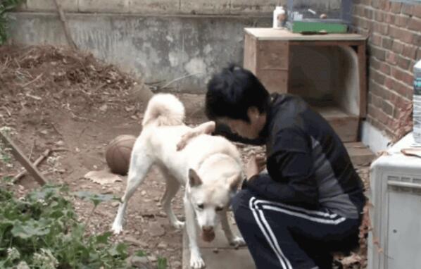 狗狗突然连主人都咬，以为得了狂犬病，结果却跟主人行为有关